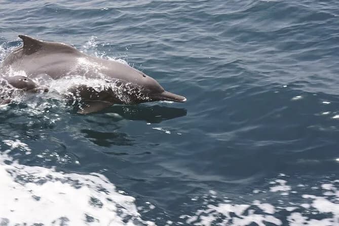 Muscat Dolphin Cruise With Shared Transfers - Image 10