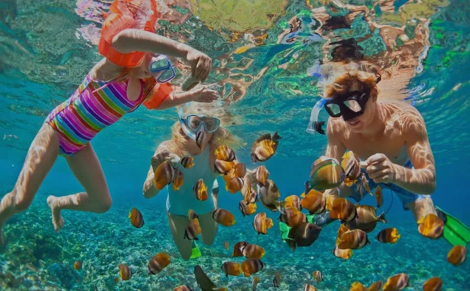 Dolphins Watching & Snorkeling - Image 3