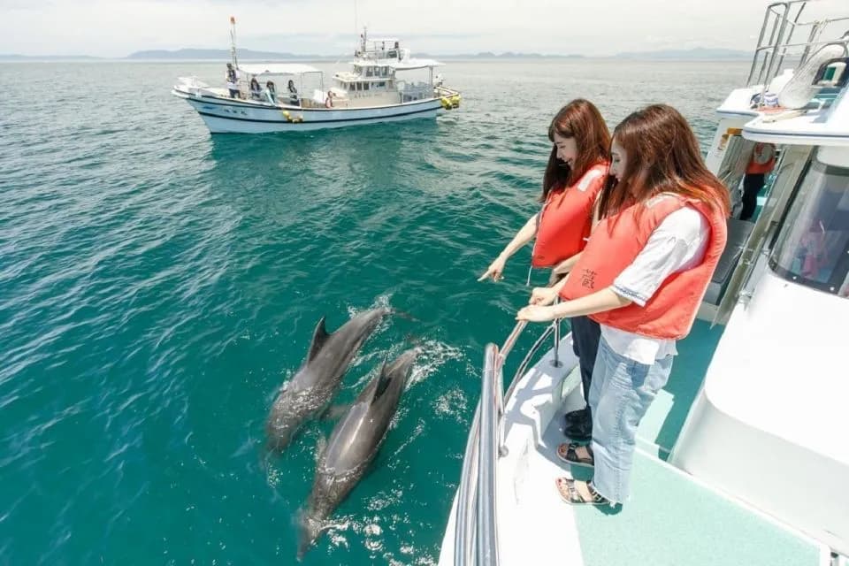 Muscat Dolphin Cruise With Shared Transfers - Image 1