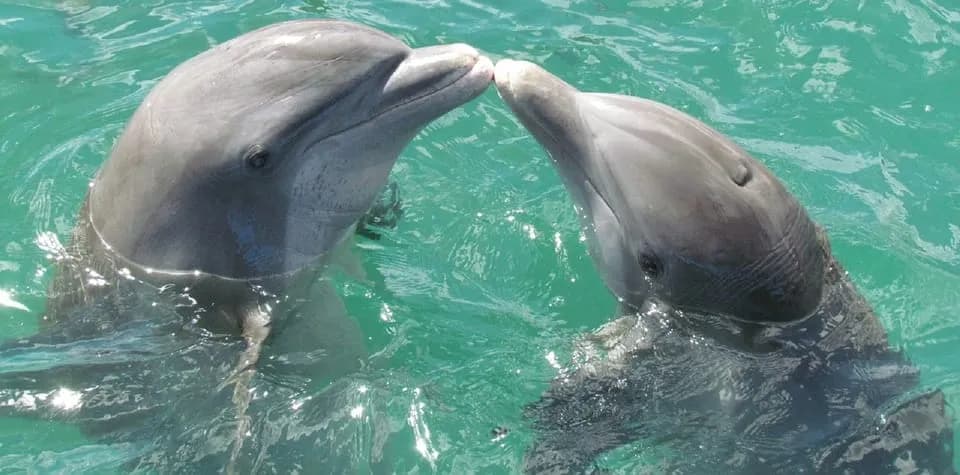 Dolphins Watching & Snorkeling - Image 7