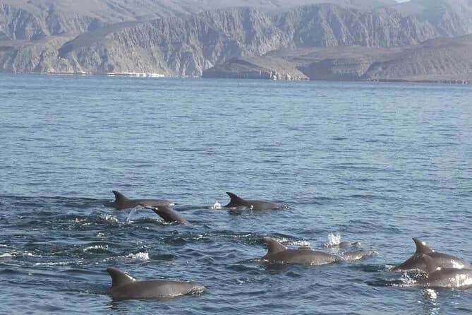 Muscat Dolphin Cruise With Shared Transfers - Image 9