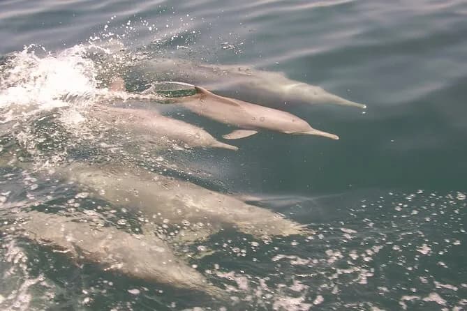 Muscat Dolphin Cruise With Shared Transfers - Image 2