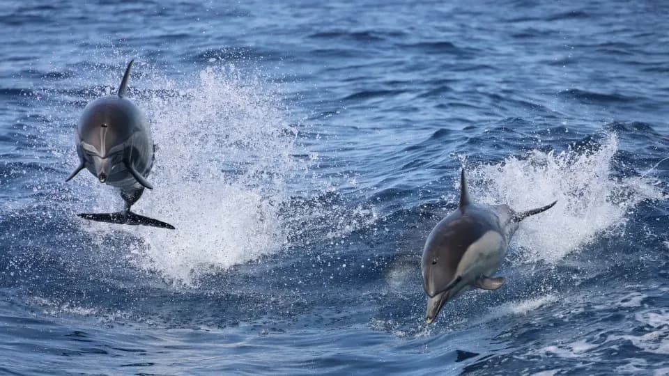 Dolphins Watching & Snorkeling - Image 1